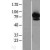 Western Blot: ABCF2 Lysate [NBL1-07184]