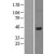 Western Blot: ABH1 Lysate [NBL1-07472]