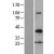 Western Blot: MMP10 Lysate [NBL1-13150]