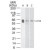 Western Blot: Serotonin Receptor 3 (5-HT3) Antibody [NB100-56351] - Western blot analysis of 5-HT3AR in A) human, B) mouse and C) rat brain tissue lysate using IMG-367 at 3 ug/ml.