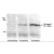 Immunoprecipitation: HA Epitope Tag Antibody [NB600-363]- Samples: Lysate(150 mcg) from cells that were untransfected or stably transfected with a construct encoding an HA-tagged HIF 1-alpha truncation mutant. Affinity purified rabbit anti-HA used at 3mcg -150mcg lysate. Immunoprecipitated HA-HIF-1 alpha was detected using a monoclonal antibody to HIF-1 alpha.