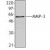 MMP3 Antibody (F36P1B4) [NB100-78555] - Western blot analysis of recombinant human MMP-3 protein using anti-MMP-3, clone F36P1B4.