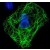 Immunofluorescence: HA Epitope Tag Antibody [NB600-366]-CHO cell