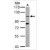 Western Blot: ENPP2 Antibody [NBP1-32162] - Mouse brown adipose tissue (50 ug whole cell lysate).