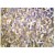 Immunohistochemistry-Paraffin: MMP10 Antibody [NB100-92182] - Immunohistochemistry (IHC) analysis of MMP-10 (I387) pAb in paraffin-embedded human brain tissue.