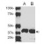 Western Blot: MMP7 Antibody [NB300-1000] - Western blot analysis of MMP-7 in mouse_x000d_
brain (A) and human MMP-7 over-expressing_x000d_
HEK293 cell lysate (B) probed with the anti-_x000d_
MMP-7 antibody