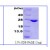 Western Blot: 4-1BB ligand Protein [NBC1-26374]