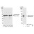Western Blot and Immunoprecipitation: Alpha Smooth Muscle Actin Antibody [NBP1-18879] - Whole cell lysate from HeLa, 293T and mouse NIH3T3 cells.