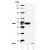 Western Blot: Caspase-2 Antibody [NBP1-19194] - MW marker (1), Jurkat (2) and Jurkat + staurosporine (3) probed with Caspase 2 Monoclonal Antibody (4-1-5)