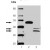 Western Blot: Caspase-9 Antibody [NBP1-19195] - MW marker (1), Jurkat (2), and Jurkat + staurosporine (3) cells probed with Caspase 9 Monoclonal Antibody (10-1-87)