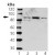 Western Blot: Stat3 Antibody [NBP1-19206] - Lane 1: MW, Lane 2: A431, Lane 3:HeLa, Lane 4: NIH-3T3