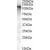 Western Blot: MRP8 / ABCC11 Antibody [NBP1-20944-(0.5ug/ml) staining of Human Breast lysate (35ug protein in RIPA buffer).