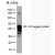 Western Blot: V5-TAG Antibody [NBP1-21645] - V5 tagged protein detected with Mouse anti V5-tag