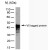 Western Blot: V5-TAG Antibody [NBP1-21646] - V5 tagged protein detected with Mouse anti V5-tag