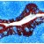Formalin fixed paraffin: Cytokeratin Antibody (MNF116) [NBP1-22534] -  human tonsil