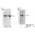 Western Blot and Immunoprecipitation: AKT2 Antibody [NBP1-26594]- Whole cell lysate from HeLa and 293T cells. AKT2 was also immunoprecipitated by another rabbit anti-AKT2.