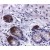 Immunohistochemistry: MMP-9 Antibody (SB15c) [NBP1-28617] - 5 ug/mL Paraffin embedded sections of human colon were stained with MMP-9.  Goat Anti-Mouse IgG2a, human ads-BIOT and Streptavidin-HRP were used and then developed with DAB.