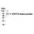 Western Blot: STAT1 Antibody [NBP1-04741] - Detected at 1:2000 dilution.