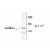 Western Blot: GABA A receptor alpha 2 Antibody [NB300-149] - Western blot of 10 ug of rat cortex lysate showing immunolabeling of the ~53k a2-subunit of the GABAA-R.