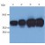 Western Blot: Cytokeratin 19 Antibody (A53-B/A2) [NB500-320] - Fig. 1. Western Blotting analysis (reducing conditions) of whole cell lysate of MCF-7 human breast adenocarcinoma cell line. Lane 1,2: immunostaining with anti-human Cytokeratin 19 (BA-17) Lane 3,4: immunostaining with anti-human Cytokeratin 19 (A53-B/A2).