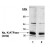Western Blot: Sodium Potassium ATPase Beta 1 (464.8) [NB300-147] -  Detection of Na, K-ATPase (beta) in rat kidney homogenates (20 ug)using NB 300-147.  Lane 1: 1:2,500  primary.  Lane 2: 1:5,000 primary.