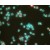 Immunofluorescence: HIF-1 alpha Antibody (ESEE122) [NB100-131] - Detection of HIF-1 alpha (red dye) in a cell cytospin from a lavage of a murine skin pouch infected with Staph Aureus, using NB100-131. Blue dye is DAPI nuclear staining. Photos courtesy of Susan Alexander and Hattie Gresham, PhD.