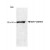 Western Blot: RAD17 Phosphospecific Antibody [NB100-273] - Western Blot analysis of human Phospho-Rad17 (Ser645), using NB100-273.
