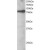 Western Blot: STAT3 Antibody [NB100-799] - NB100-799 staining (0.5ug/ml) of A431 lysate (RIPA buffer, 30?g total protein per lane). Primary incubated for 1 hour. Detected by western blot using chemiluminescence.
