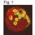 Immunohistochemistry: Prolactin Receptor Antibody (U5) [NB300-561] - Figure 1 shows immunohistochemical staining of PRL receptor in rat Islets of Langerhans using NB300-561.