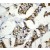 Immunohistochemistry: Bim Antibody (Y36) [NB600-1173] - B. Immunohistochemical analysis of paraffin-embedded breast carcinoma using anti-Bim (NB600-1173).