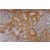 Immunohistochemistry: Cytokeratin 18 Antibody (C-04) [NB500-306] - Fig. 1. Immunohistochemistry staining of kidney (paraffin-embedded sections) with anti-Cytokeratin 18 (C-04).