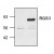 Western Blot: RGS3 Antibody [NB120-2564] - Western blot analysis of  RGS3 in transfected HEK293  cells (right lane). The left  lane is mock control.
