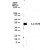 Western Blot: 5-HT7R Antibody [NB100-56352] - Western blot analysis of 5-HT7R in human brain tissue lysate with anti-5-HT7R pcAb NB 100-56352. A protein band of approximate molecular weight of 50 kDa was detected.