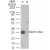 Western Blot: RAD17 Phosphospecific Antibody [NB100-56386] -Please See Notes