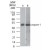 Western Blot: Caspase-1 Antibody (14F468) [NB100-56565] - Western blot analysis of Caspase-1 in A) HeLa cell lysate at 0.5 ug/ml and B) NIH 3T3 cell lysate at 2 ug/ml.