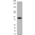 Western Blot: Cytokeratin 15 (C-term) Antibody (EPR1614Y) [NB110-56908] - Western blot analysis on fetal thymus lysate using anti-CK-15 (cat. # 110-56908), dilution 1:10,000