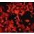 Immunofluorescent: MMP-11 Antibody (EP1259-1) [NB110-57213] - Immunofluorescent staining of MCF7 cells using anti-MMP11 (cat. #110-57213).