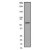 Western Blot: MMP-13 Antibody (EP1263Y) [NB110-57215] - Western blot analysis on HeLa cell lysate using anti-MMP-13 (cat. # 110-57215), dilution 1:500.