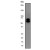 Western Blot: MMP-2 Antibody (EP1183Y) [NB110-57218] - Western blot analysis on 1 ng recombinant protein using anti-MMP-2 (cat. # 110-57218), dilution 1:1000.