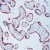 Formalin-fixed, paraffin-embedded human placenta stained with MMP-13 using peroxidase-conjugate and AEC chromogen. Note cytoplasmic staining of trophoblasts.