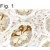 Immunohistochemistry: VPAC2 Receptor Antibody [NB100-74567] - Figure 1 shows immunohistochemical staining of VPAC2 Receptor in human neuroendocrine cells of the small intestine.