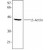 western blot: beta actin Antibody [NB100-78420] -Hela cell extract   Poly6221. Proteins were visualized using a HRP donkey anti-rabbit antibody and a chemiluminescence detection system.