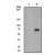 Western Blot: STAT3 Phosphospecific Antibody (EP2147Y) [NB100-80051] - Western blot analysis on HeLa cell lysates using anti-Phospho-Stat3 (pY705), 1:20,000 dilution. Cells were either (A) untreated (B) treated with IFN-á