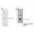 Westernblot and Immunoprecipitation: 14-3-3 sigma/Stratifin  Antibody [NB100-81672] - Detection of Human 14-3-3 Sigma on HeLa whole cell lysate using NB100-81672. 14-3-3 sigma/Stratifin  was also immunoprecipitated by another rabbit anti-14-3-3 sigma/Stratifin antibody.
