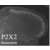 Immunohistochemistry: P2X2 Antibody [NB100-1652] - P2X2 is expressed in brain, spinal cord, sensory and autonomic ganglia as well as in neuroendocrine cells
