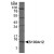 Western Blot: S100A12 Antibody [NB110-90136] - Detection of S100A12 in HeLa whole cell extracts.