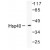 Western Blot: HSP40/HDJ-1 Antibody [NB100-91818] - Western  blot  (WB)  analysis of HSP40/HDJ-1 (P303)  antibody in extracts from COLO205 cells.