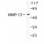 Western Blot: MMP-13 Antibody [NB100-91871] - Western  blot  (WB)  analysis of MMP-13 (L22)  antibody in extracts from LOVO cells