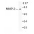 Western Blot: MMP-2 Antibody [NB100-91876] - Western  blot  (WB)  analysis of MMP-2 (L638)  antibody in extracts from LOVO cells