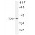 Western Blot: TDG Antibody [NB100-92376] - Western blot (WB) analysis of TDG (K90) antibody in  extracts from Jurkat cells.